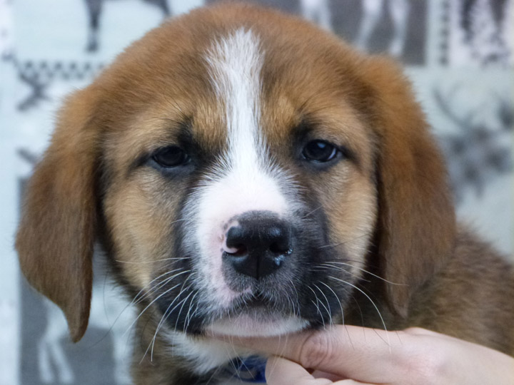 chinook puppy